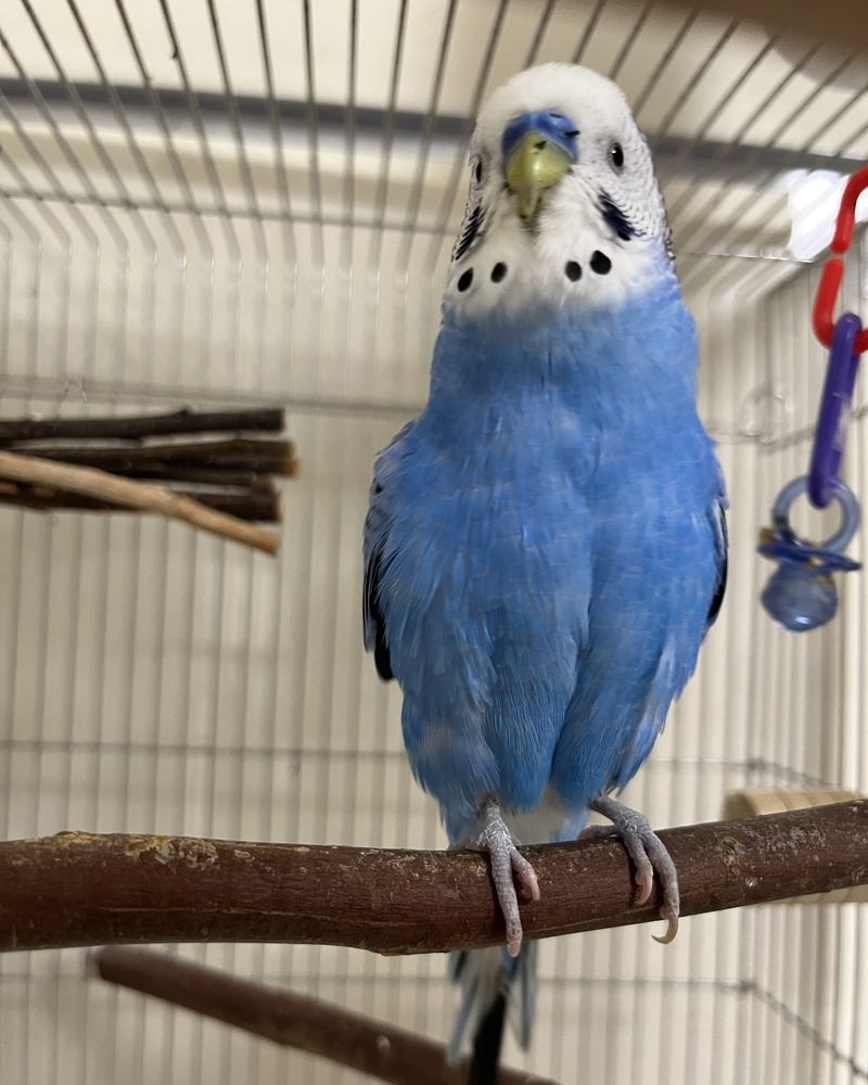 セキセイインコのリーザ